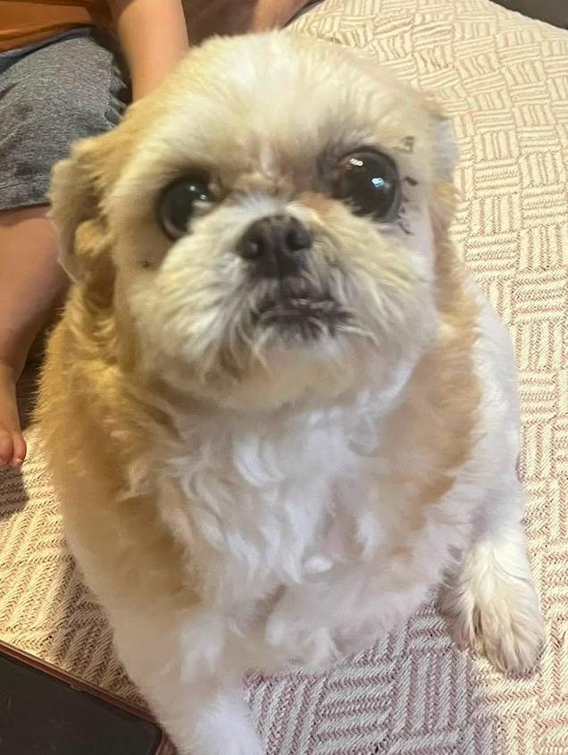 Malu, dog for adoption
