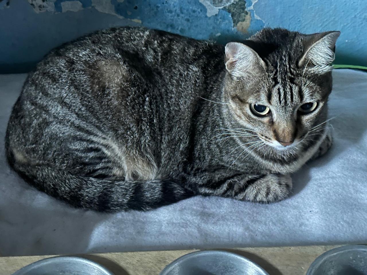 Mauricinha, cat for adoption