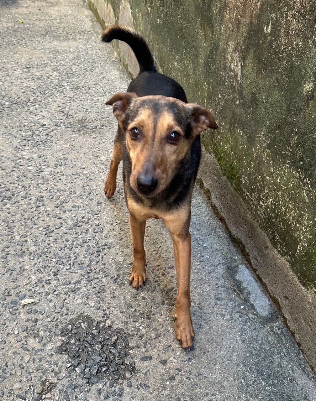 Pelé, dog for adoption
